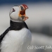 puffin_atlantic_msi_h_0873_can1902.jpg